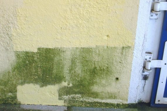 algae removal from plaster facade