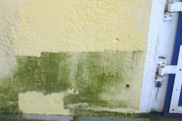 removing algaes on plaster