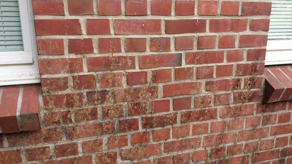 ivy removal from brick with vacuum blasting